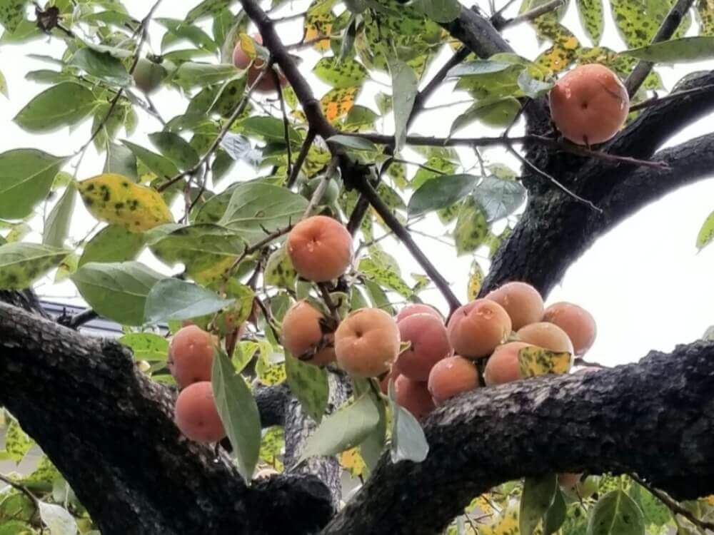 柿の木の育て方 肥料の量 収穫 苗木の鉢植え方法は 寿命はどれくらい Greensnap グリーンスナップ