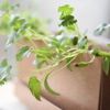 ペットボトル容器で始めるパクチーの水耕栽培｜肥料や水やり頻度は？の画像