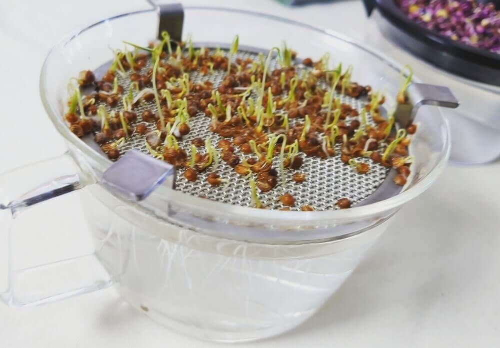 パクチー　コリアンダー　水耕栽培