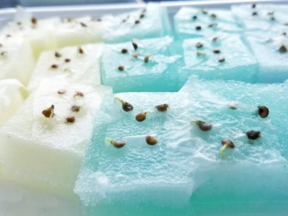 パクチー　コリアンダー　水耕栽培