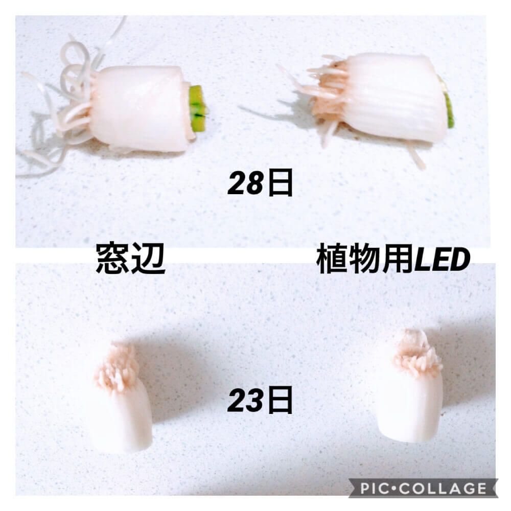 ネギ　水耕栽培