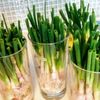 ネギの栄養｜効能・効果や旬の時期、選び方や保存方法は？の画像