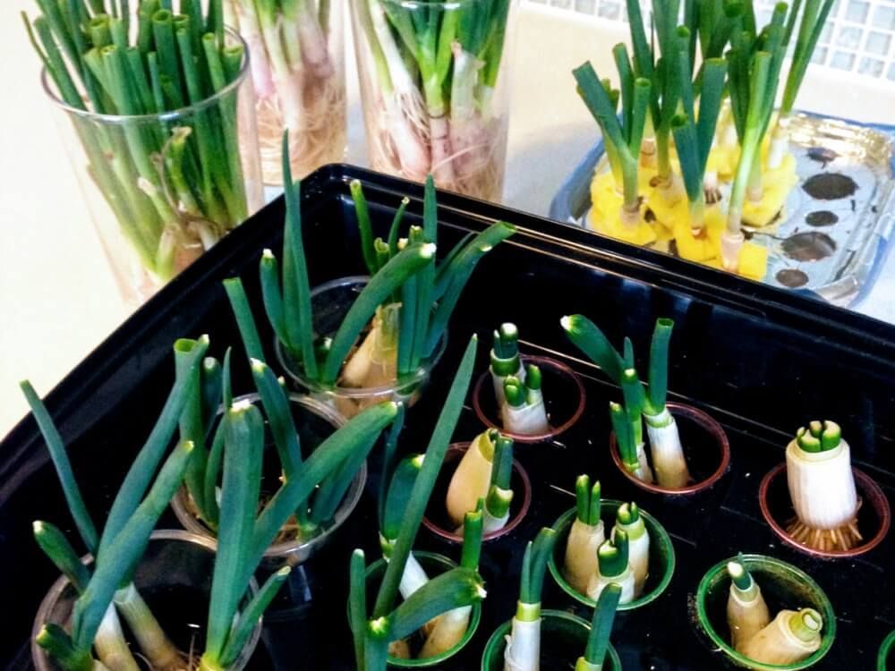ネギ　水耕栽培
