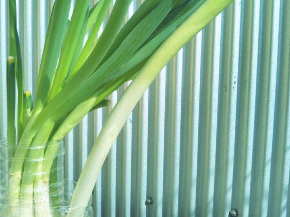 ネギ　水耕栽培