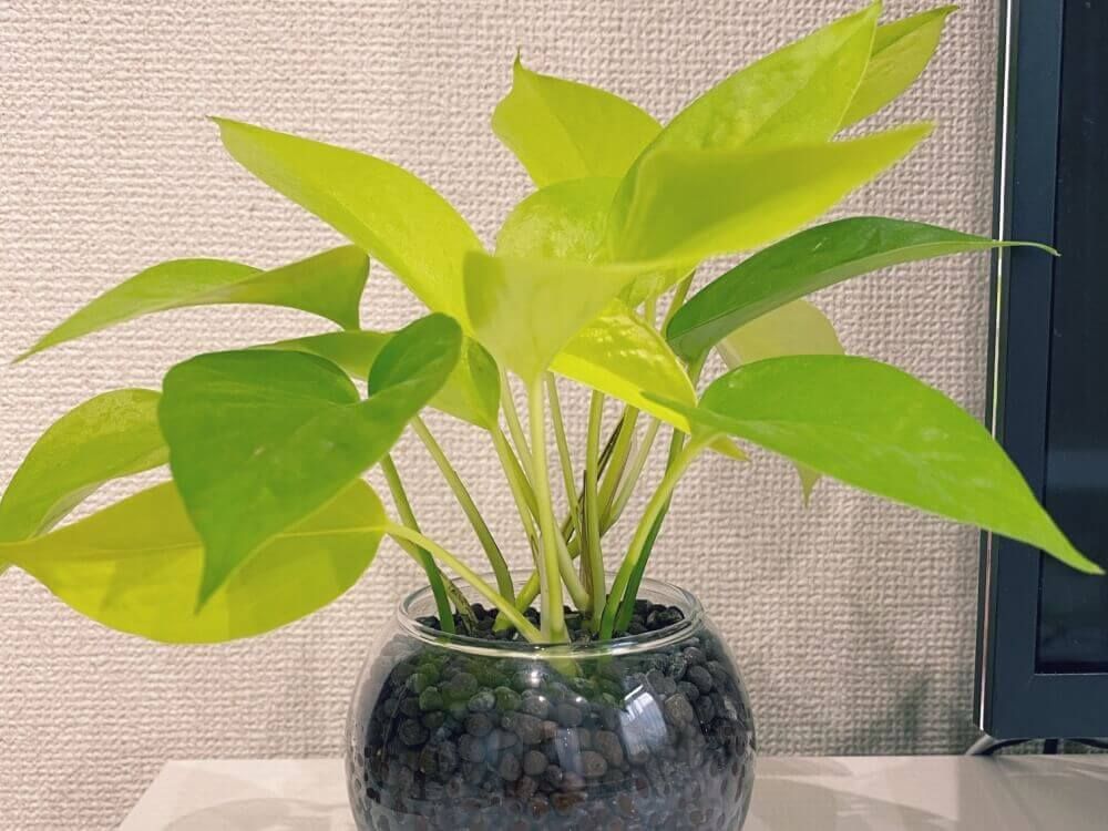ポトス　水栽培　水耕栽培