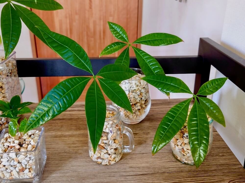 写真　パキラの挿し木