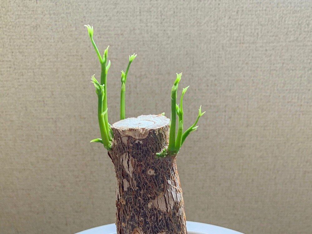 写真　剪定したパキラの枝から新芽が生えている