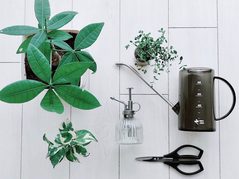 写真　パキラ　ハサミやジョウロ