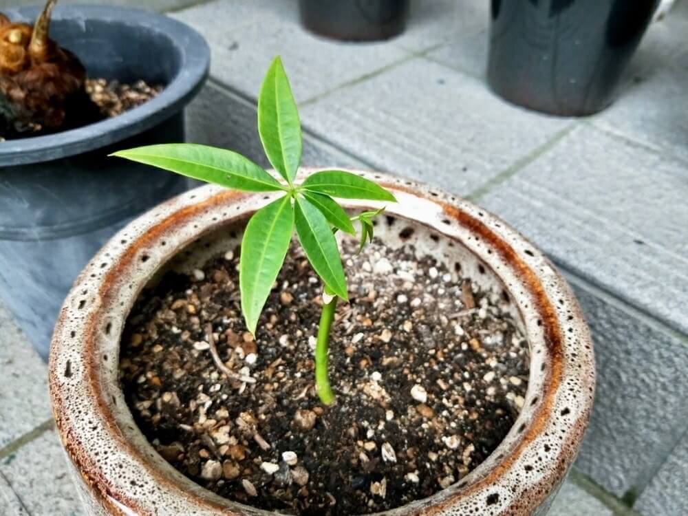 写真　挿し木したパキラ