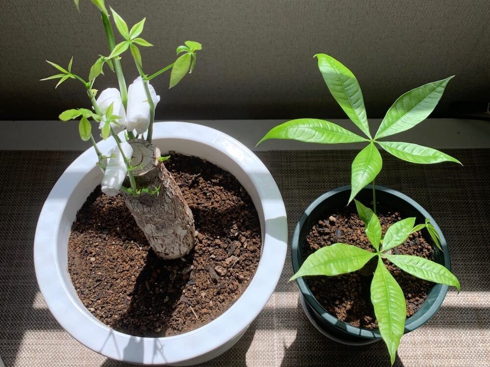 写真　剪定したパキラ　挿し木したパキラ