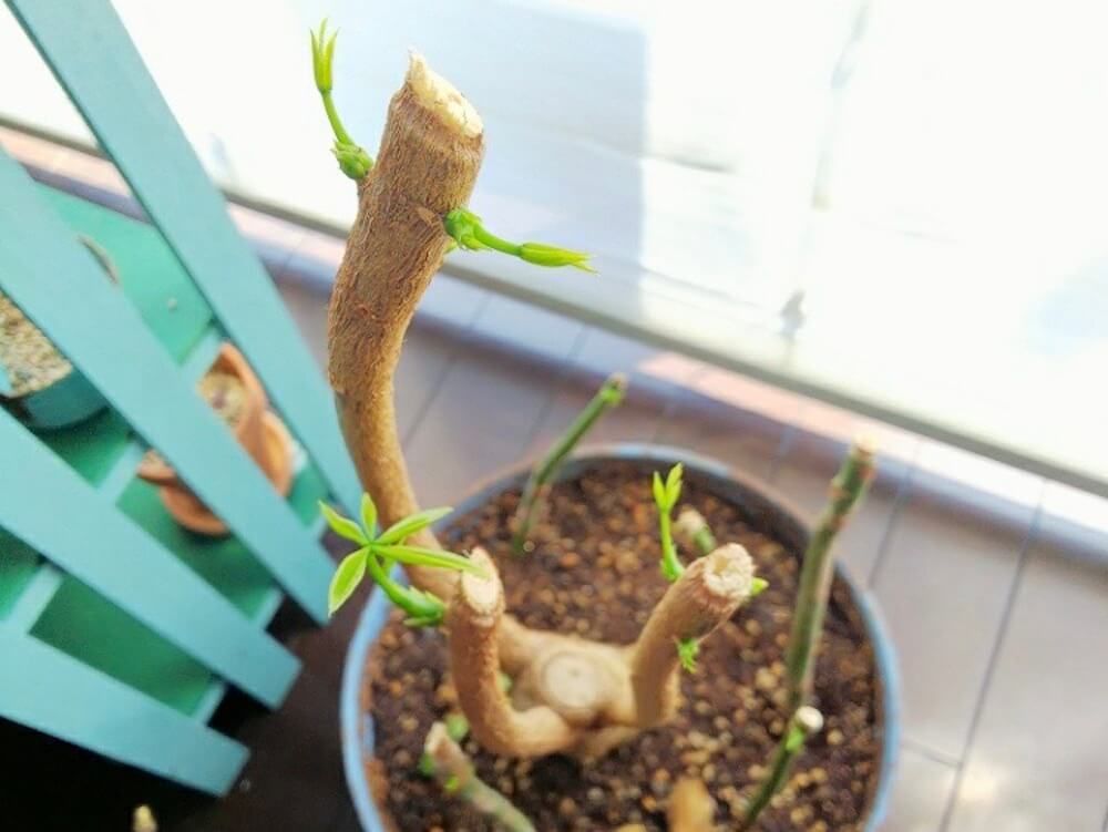 写真　パキラ　枝から新芽が生えている