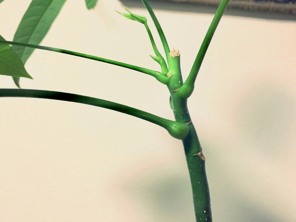 写真　パキラ　成長点