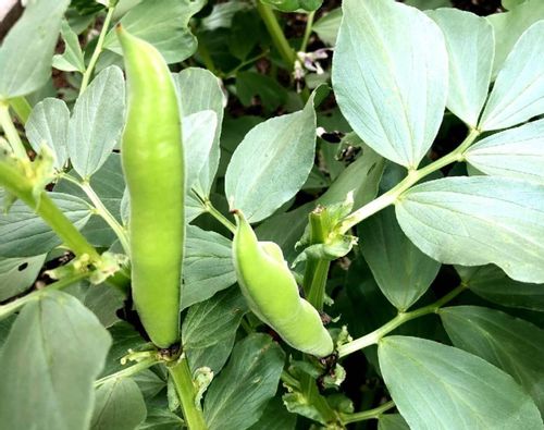 褐斑病とは 症状や見分け方 予防や対処法は Greensnap グリーンスナップ 褐斑病とは 症状や見分け方 予防や対処法は Greensnap グリーンスナップ