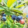 ブルーベリーの土を酸性にする方法は？適したphや土壌改良を解説の画像