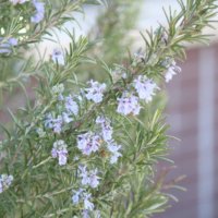 ローズマリーの育て方 室内や日陰でも鉢植え栽培できる 植え替えのコツは Greensnap グリーンスナップ