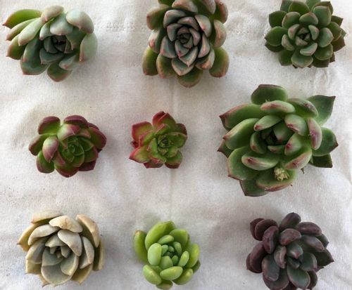 シロボタンの育て方 植え付けや用土 挿し木や葉挿しでの増やし方 Greensnap グリーンスナップ