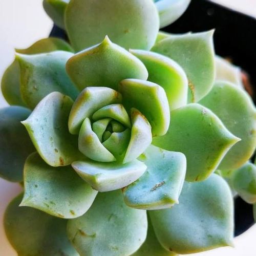 シロボタンの育て方 植え付けや用土 挿し木や葉挿しでの増やし方 Greensnap グリーンスナップ