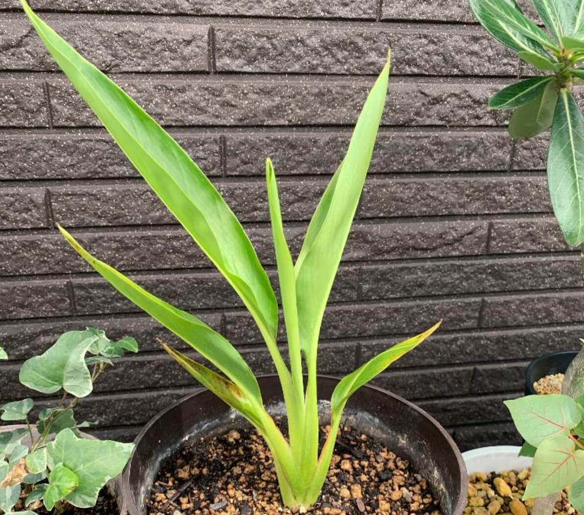 旅人の木の育て方｜育てる場所や増やし方、花は咲くの？｜🍀GreenSnap