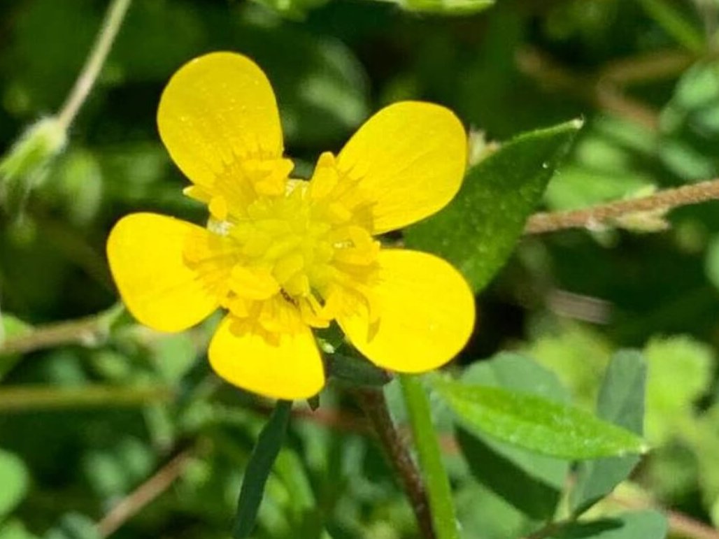 キツネノボタンの育て方｜育てる場所や植え付けの時期、毒があるの