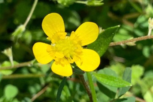 キツネノボタンの育て方 育てる場所や植え付けの時期 毒があるの Greensnap グリーンスナップ