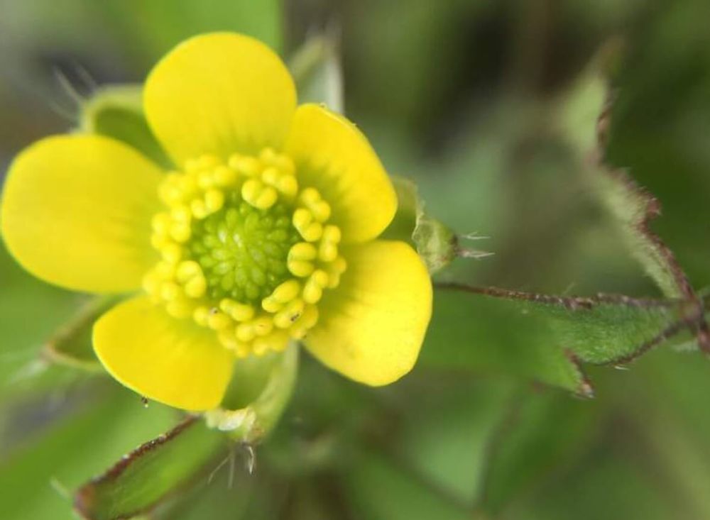 キツネノボタン　黄色い花