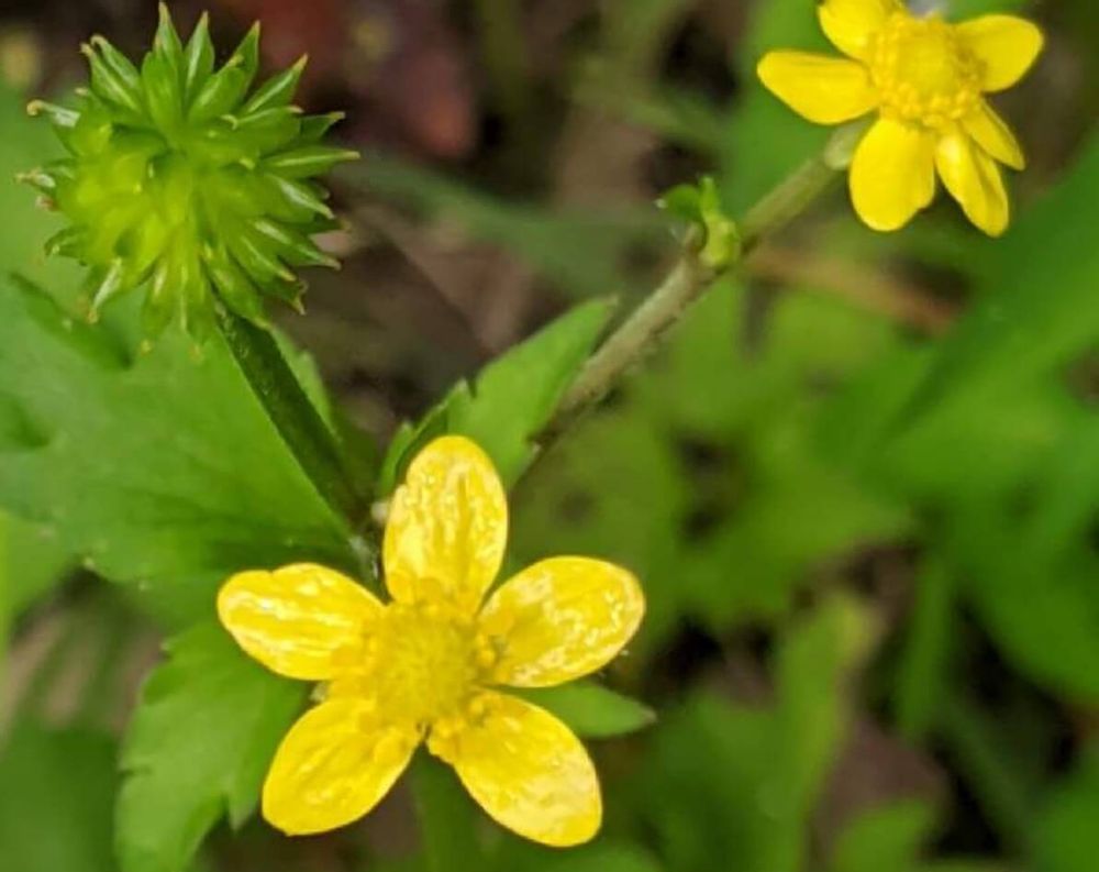キツネノボタン　黄色い花