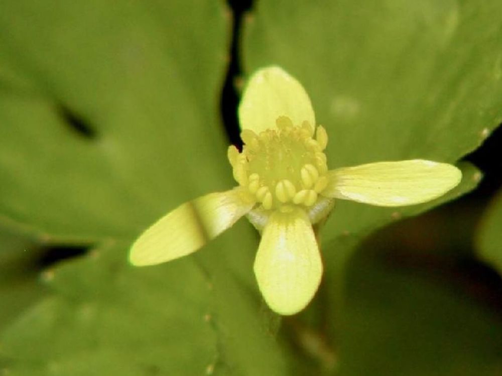 キツネノボタン　黄色い花