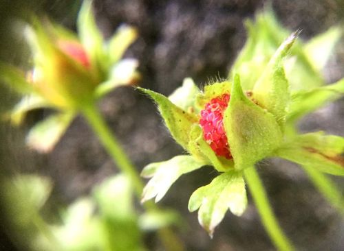 ヘビイチゴとは 花の特徴や効能は 花言葉はなに 毒があるって本当 Greensnap グリーンスナップ