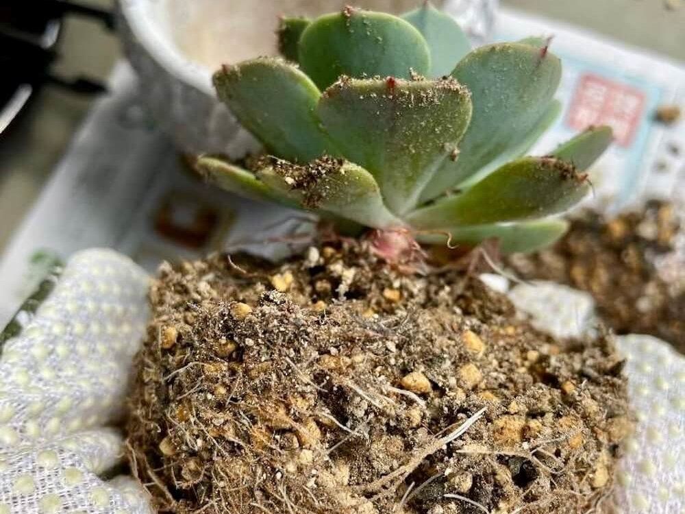 多肉植物　植え替え　鉢から取り出した根鉢の様子