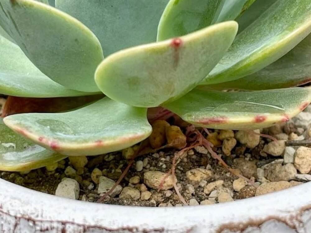 多肉植物　根が出ている植え替えのサイン