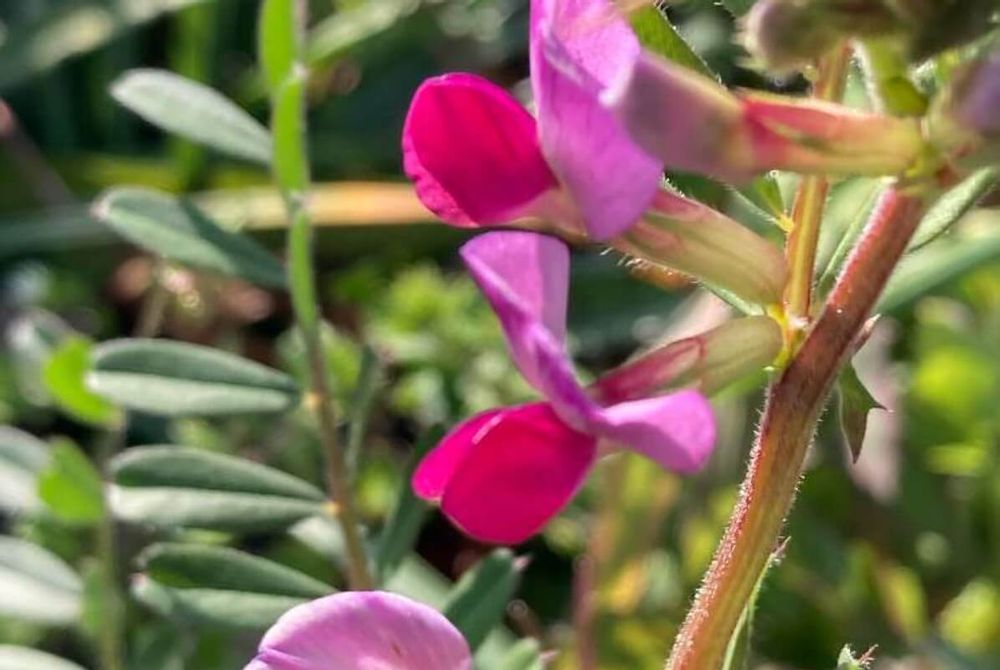 カラスノエンドウ