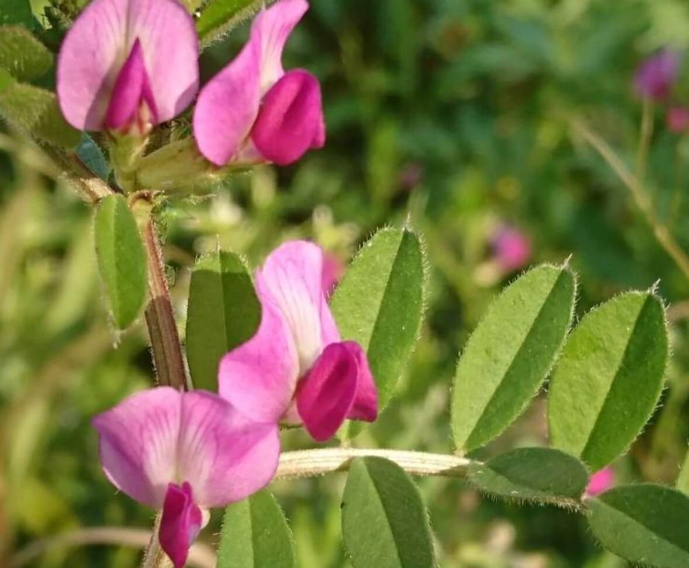 カラスノエンドウ