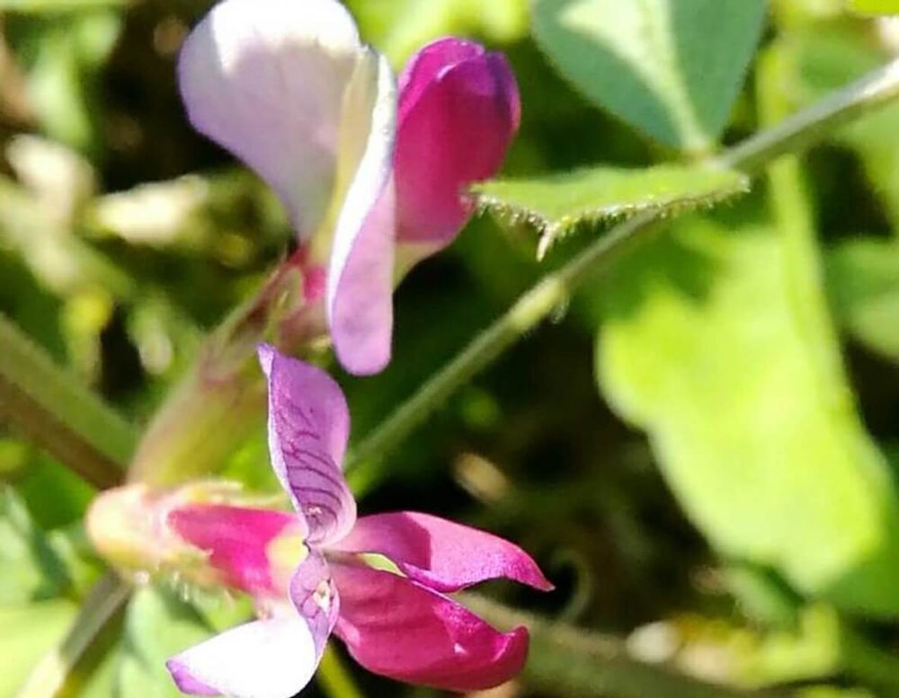 カラスノエンドウ