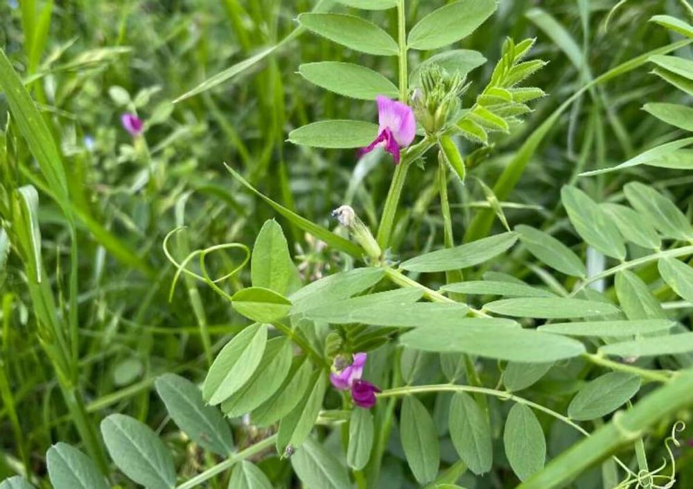 カラスノエンドウ