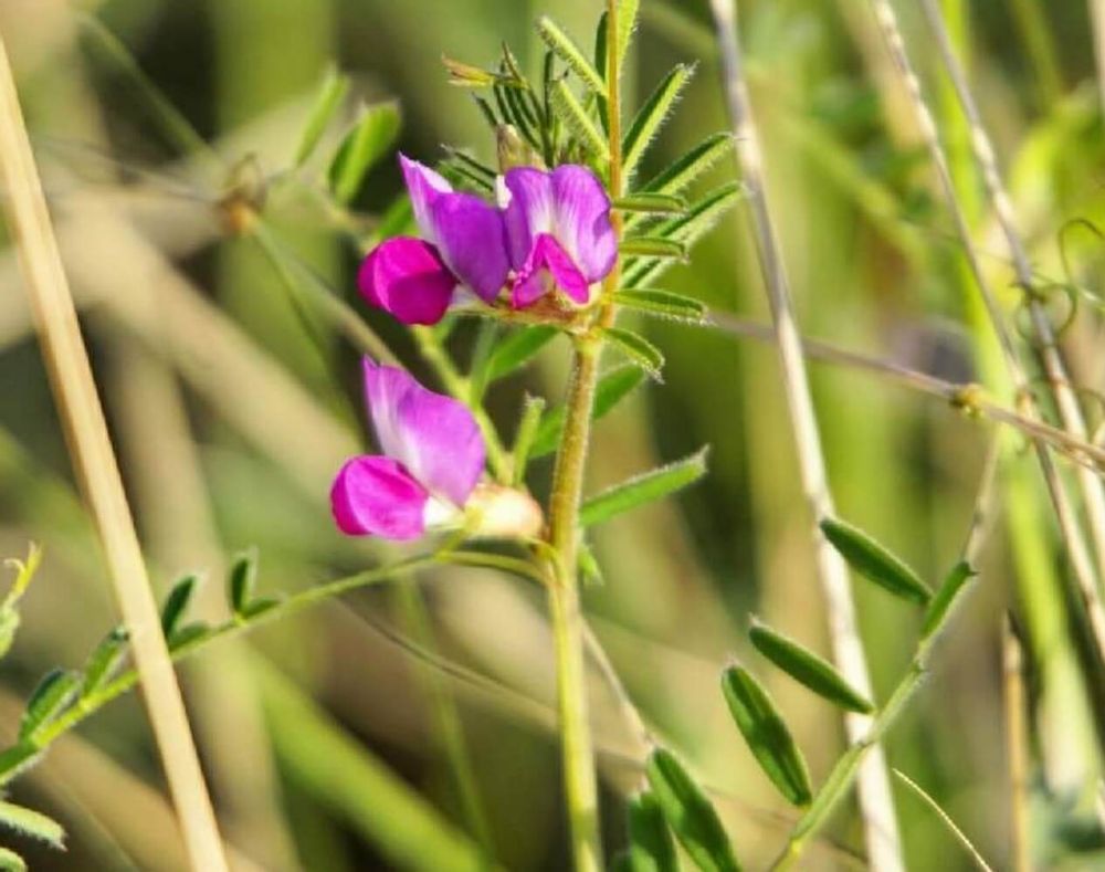 カラスノエンドウ