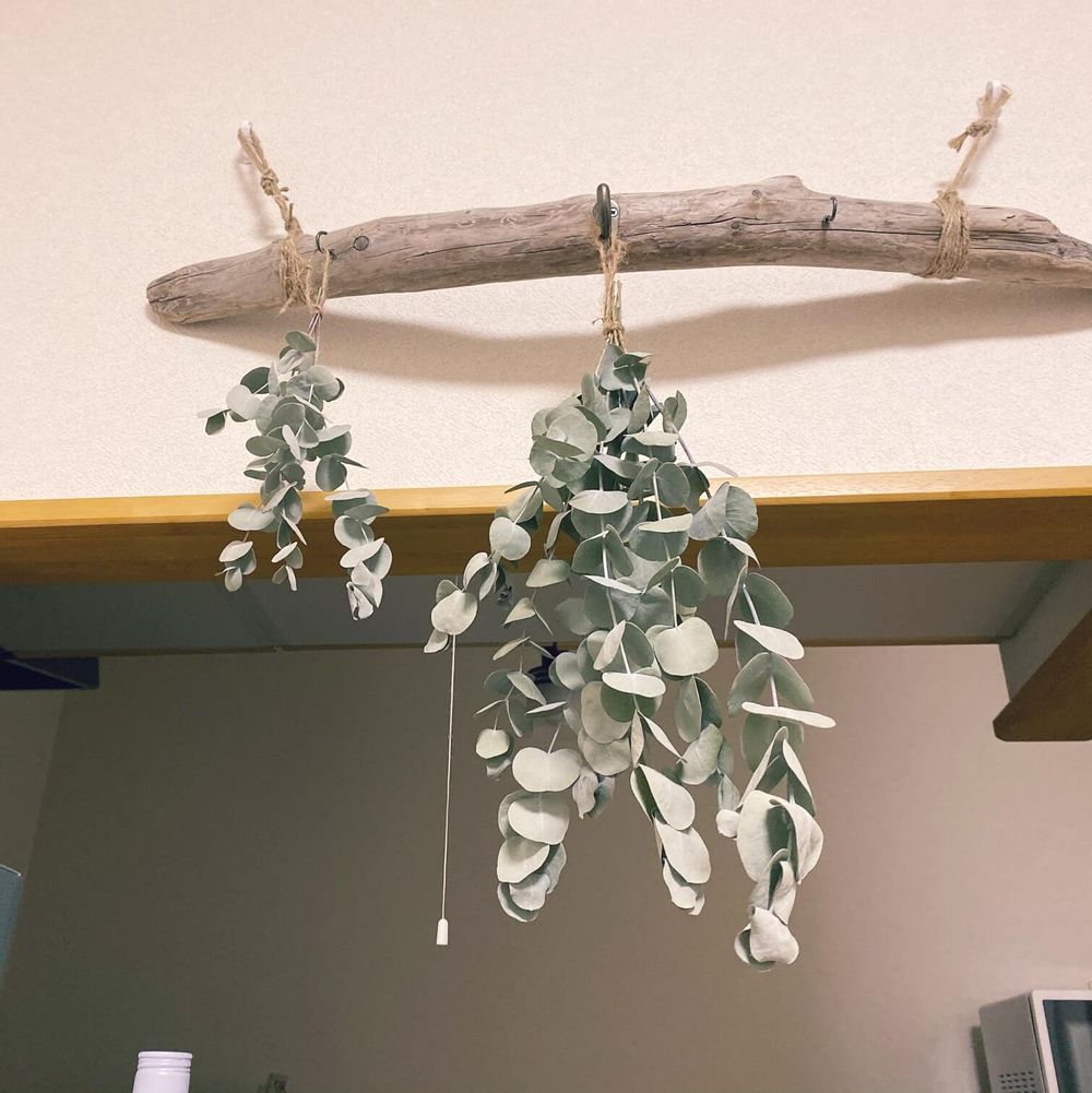 ユーカリ　ハンギング