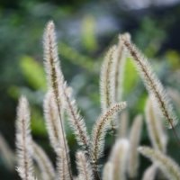 エノコログサの育て方｜種をまく時期は？どんな花が咲く？花言葉は？の画像