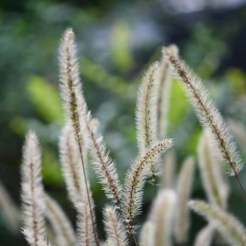 エノコログサの育て方 種をまく時期は どんな花が咲く 花言葉は Greensnap グリーンスナップ
