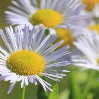 ヒメジョオンの花｜育て方や特徴は？ハルジオンとの違いは？の画像