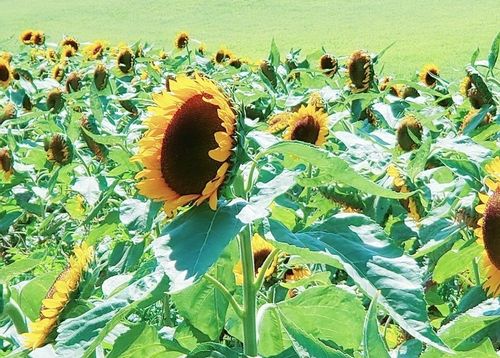 ヒマワリの種類 人気品種10選 小さい品種や八重咲き品種はどれ Greensnap グリーンスナップ ヒマワリの種類 人気品種10選 小さい品種や八重咲き品種はどれ Greensnap グリーンスナップ