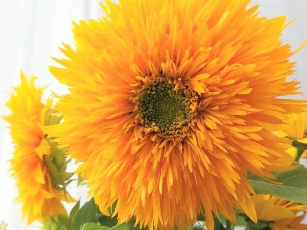 ゴッホのヒマワリ