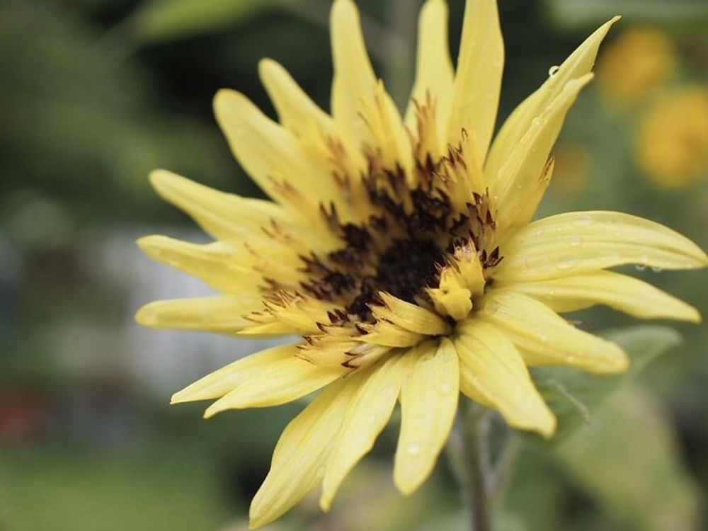 ヒマワリ レモンエクレア