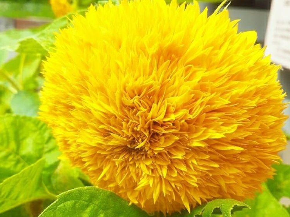 ヒマワリ テディベア