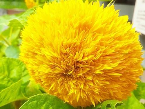 ヒマワリの種類 人気品種10選 小さい品種や八重咲き品種はどれ Greensnap グリーンスナップ ヒマワリの種類 人気品種10選 小さい品種や八重咲き品種はどれ Greensnap グリーンスナップ