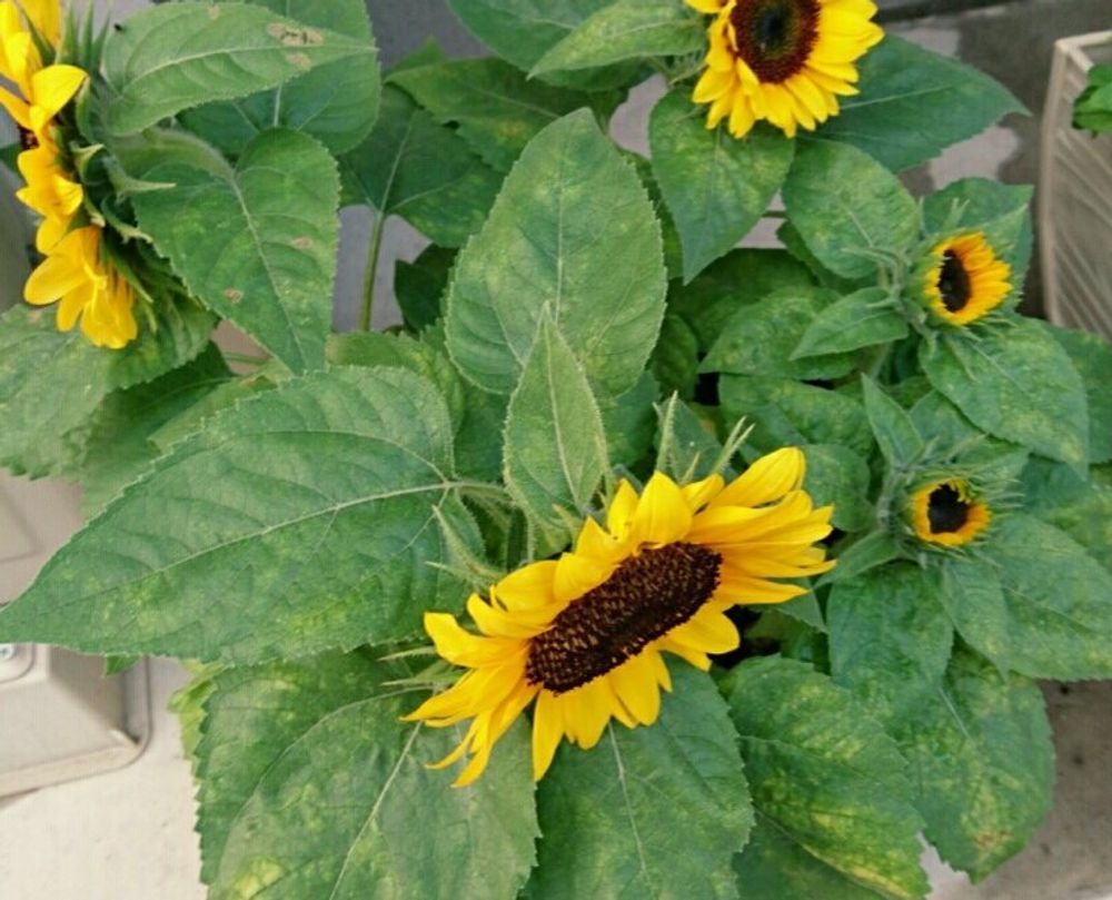 ヒマワリ グッドスマイル ミニヒマワリ