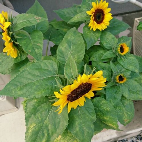 人気のひまわりの種類10選 小さい品種は どんな色 花の咲き方がある Greensnap グリーンスナップ 人気のひまわりの種類10選 小さい品種は どんな色 花の咲き方がある Greensnap グリーンスナップ
