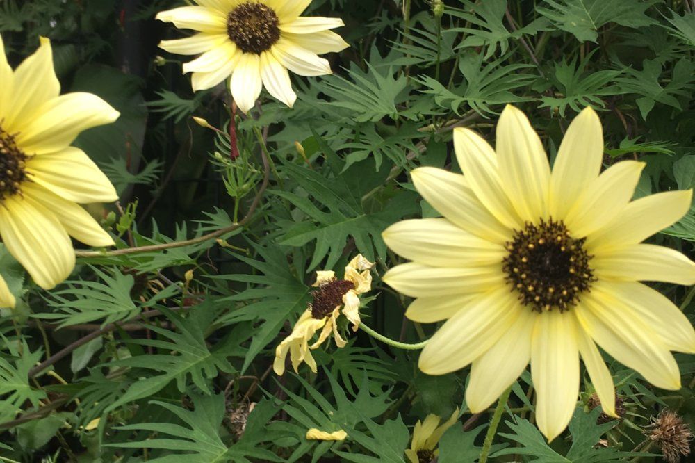 ミニヒマワリ イタリアンホワイト