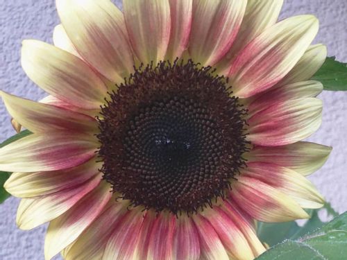 ヒマワリの種類 人気品種10選 小さい品種や八重咲き品種はどれ Greensnap グリーンスナップ