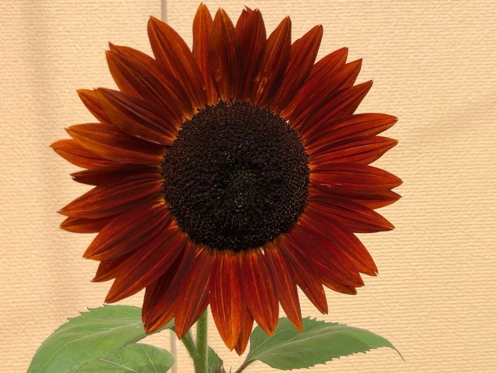 ヒマワリ ムーランルージュ