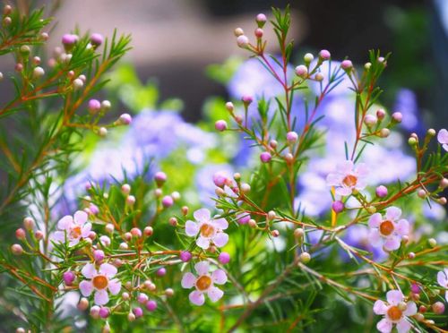 ワックスフラワーの花言葉 白や赤などの種類 花の特徴やドライでも楽しめる Greensnap グリーンスナップ